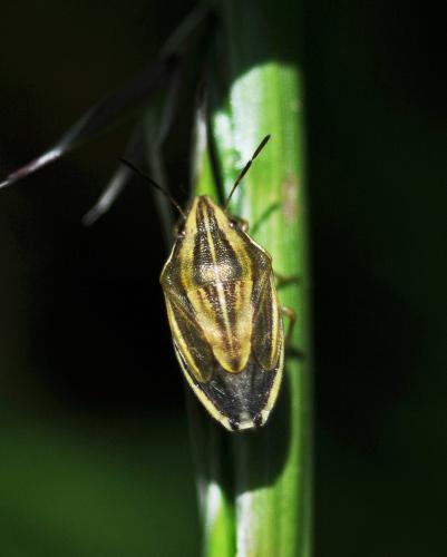 Réf. 257 117 : Aelia acuminata